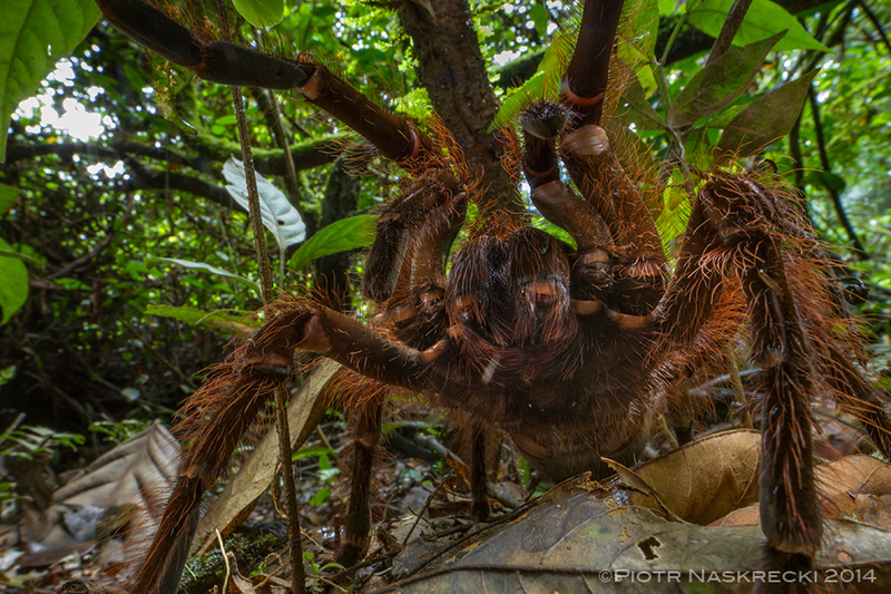 Illustration for article titled The legs on this puppy-sized spider are a foot long